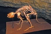 fossil-skeleten;victoria-fossil-cave;naracoorte-caves-national-park;south-australian-national-park;a