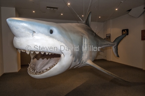 great white shark replica;streaky bay;streaky bay information centre