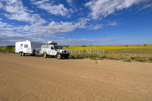 strzelecki desert;strzelecki track;expanse of yellow daisies;desert with yellow daisies;field of yellow daisies;Asteraceae;outback australia;innamincka