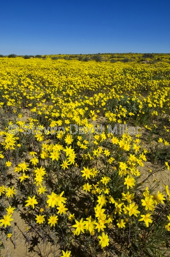 strzelecki desert;strzelecki track;expanse of yellow daisies;desert with yellow daisies;field of yellow daisies;family asteraceae;outback australia;innamincka;innamincka regional reserve