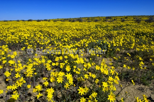 strzelecki desert;strzelecki track;expanse of yellow daisies;desert with yellow daisies;field of yellow daisies;family asteraceae;outback australia;innamincka;innamincka regional reserve