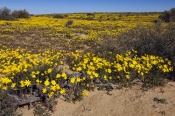 strzelecki-desert;strzelecki-track;expanse-of-yellow-daisies;desert-with-yellow-daisies;field-of-yel