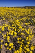 strzelecki-desert;strzelecki-track;expanse-of-yellow-daisies;desert-with-yellow-daisies;field-of-yel