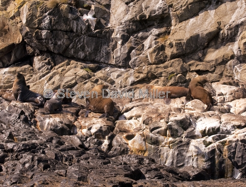 australian fur seal;fur seal;seal;wild seal;arctocephalus pusillus doriferus;south bruny island;tasmania;bruny island cruises;bruny island