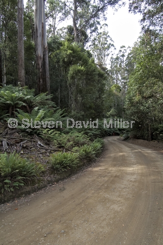 lake dobson road;mount field national park;tasmania;mt field national park;tassie;tasmanian national park;tasmania;australian national park