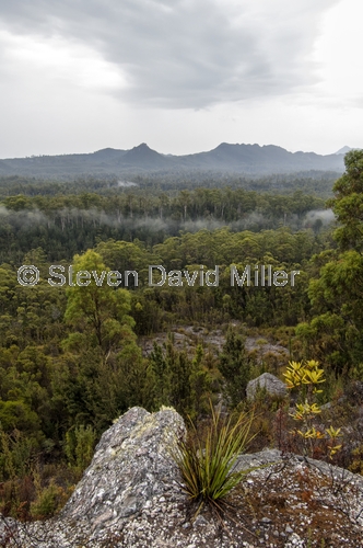 upper florentine valley;upper florentine;gordon river road;southwest national park;southwest tasmania;tassie;tasmania;tasmania national park;australian national park;forestry tasmania