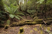 styx-forest;styx-forest-drive;styx-big-tree-reserve;forestry-tasmania;forestry-tasmania-drives;fores
