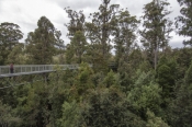 arve-forest;geeveston;tahune;tahune-forest-air-walk;tahune-forest-airwalk;forestry-tasmania;tasmania