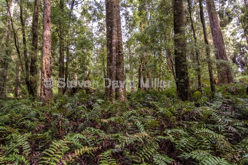 south arthur forest drive;the tarkine;tarkine;northwest tasmania;tasmania forests;tasmania;tassie;eucalypt and myrtle rainforest;temperate rainforest;rainforest ferns