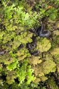 dismal-swamp;tarkine-region;tarkine;the-tarkine;sinkhole;blackwood-forest;moss;lychen;temperate-rain