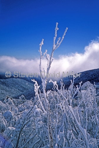 mt buller;alpine national park;eucalyptus leaves;frosted leaves;leaves covered with snow;victorian alps