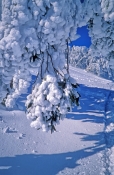 mt-buller;alpine-national-park;eucalyptus-leaves;frosted-leaves;leaves-covered-with-snow;victorian-a
