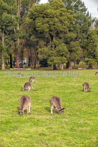 camping;campground;kangaroos in campground;grampians kangaroos;kangaroos in field;halls gap lakeside tourist park;grampians national park
