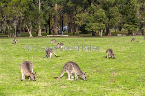 camping;campground;kangaroos in campground;grampians kangaroos;kangaroos in field;halls gap lakeside tourist park;grampians national park