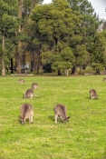 camping;campground;kangaroos-in-campground;grampians-kangaroos;kangaroos-in-field;halls-gap-lakeside