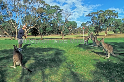 anglesea golf club;great ocean road;kangaroos on golf course;golfing kangaroos;funny golf courses;australian golf courses;victorian golf courses;anglesea;victoria;eastern grey kangaroos;kangaroos