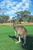 anglesea-golf-club;great-ocean-road;kangaroos-on-golf-course;golfing-kangaroos;funny-golf-courses;au