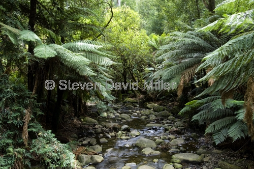 badger creek;yarra ranges;yarra ranges national park;healesville;victorian national park;australian national park;national park near melbourne;temperate rainforest
