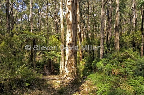 badger creek walk;yarra ranges;yarra ranges national park;healesville;victorian national park;australian national park;national park near melbourne;temperate forest;forest ferns;rainforest ferns