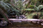 badger-creek;yarra-ranges;yarra-ranges-national-park;healesville;victorian-national-park;australian-
