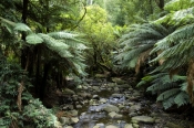 badger-creek;yarra-ranges;yarra-ranges-national-park;healesville;victorian-national-park;australian-