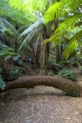 badger-creek-walk;yarra-ranges;yarra-ranges-national-park;healesville;victorian-national-park;austra