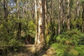 badger-creek-walk;yarra-ranges;yarra-ranges-national-park;healesville;victorian-national-park;austra