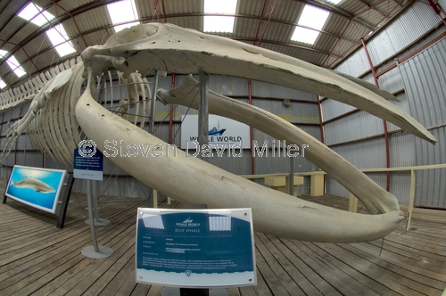 whale world;whaling in western australia;whaling station;albany;albany attractions;albany whaling station;humpback whale skeleton;balaenoptera musculus skeleton;skeleton;whale skeleton;historic whaling station