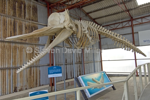 whale world;whaling in western australia;whaling station;albany;albany attractions;albany whaling station;sperm whale skeleton;Physeter macrocephalus skeleton;whale skeleton;historic whaling station