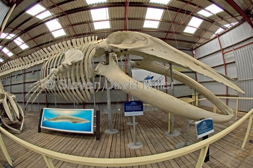 whale world;whaling in western australia;whaling station;albany;albany attractions;albany whaling station;pygmy blue whale skeleton;balaenoptera musculus brevicauda skeleton;whale skeleton