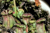 albany-pitcher-plant;cephalotus-follicularis;pitcher-plant;carnivorous-plant;australian-carnivorous-