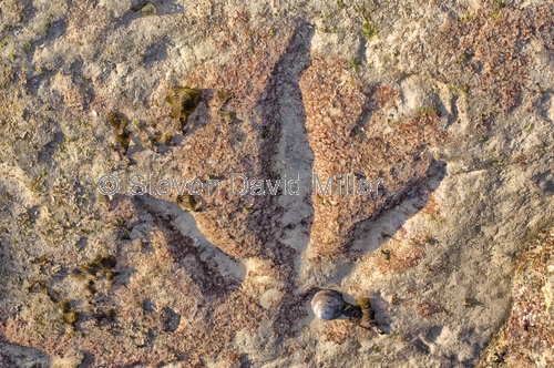 dinosaur footprint;megalosaur footprint;gantheaume point;broome;western australia;broome dinosaur footprint;gantheaume point dinosaur footprint