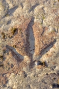 dinosaur-footprint;megalosaur-footprint;gantheaume-point;broome;western-australia;broome-dinosaur-fo