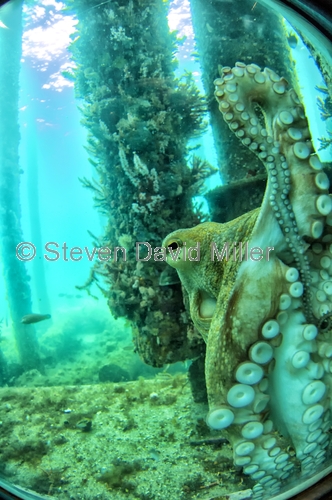 busselton jetty;busselton underwater observatory;busselton;invertebrate marine life;invertebrates;octopus