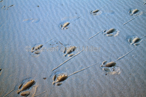 emu;emu footprints;emu footprints in sand;emu sand prints;eucla national park;the nullarbor;eyre highway;eyre hwy