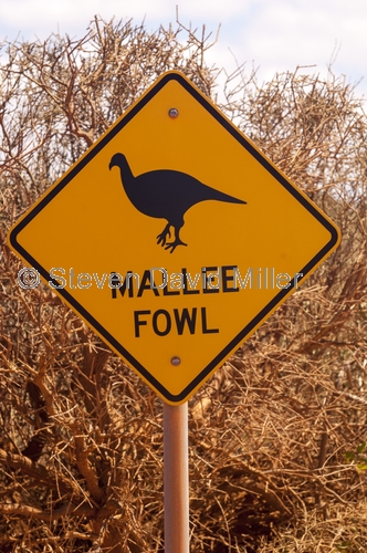 mallee fowl;mallee fowl caution sign;animal caution sign;wildlife caution sign;project eden;shark bay;francois peron national park;denham;western australia national parks