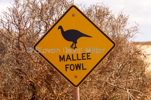 mallee fowl;mallee fowl caution sign;animal caution sign;wildlife caution sign;project eden;shark bay;francois peron national park;denham;western australia national parks