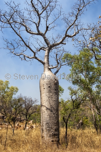 boab tree;adansonia gregorii;gibb river road;kimberley;the kimberley;far north western australia