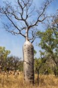 boab-tree;adansonia-gregorii;gibb-river-road;kimberley;the-kimberley;far-north-western-australia