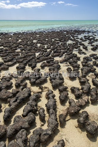 hamelin pool;hamelin pool marine nature reserve;shark bay;stromatolites;early forms of life