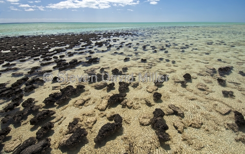 hamelin pool;hamelin pool marine nature reserve;shark bay;stromatolites;early forms of life