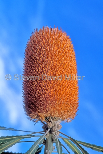 acorn banksia;banksia hookerana;family proteaceae;kalbarri;kalbarri national park;western australia wildflower;banksia