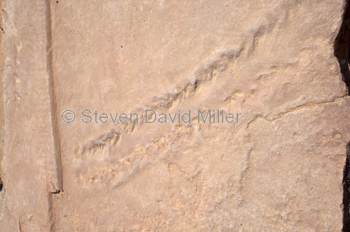 fossilized arthropod tracks;fossilized eurypterid tracks;kalbarri national park;murchison gorge;murchison river