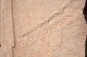 fossilized-arthropod-tracks;fossilized-eurypterid-tracks;kalbarri-national-park;murchison-gorge;murc
