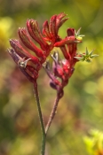 kangaroo-paw;family-haemodoraceae;kalbarri-national-park;kalbarri;western-australia-wildflower;kalba