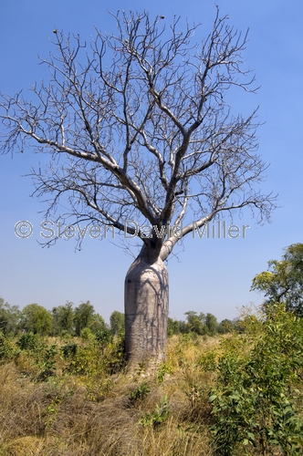 boab tree;adansonia gregorii;kimberley;the kimberley;kununurra