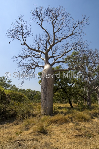 boab tree;adansonia gregorii;kimberley