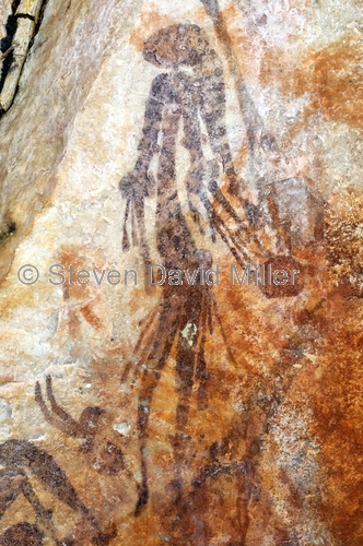 bradshaw rock art;gwion gwion rock art;kimberley region rock art;mitchell plateau;mitchell river national park;aboriginal rock art;rock art