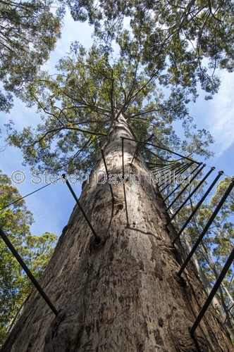 fire lookout tree;gloucester tree;gloucester national park;pemberton forest drive;pemberton;western australia forest drive