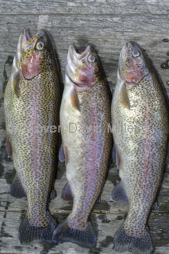 rainbow trout;oncorhynchus mykiss;trout;pemberton;pemberton forest drive